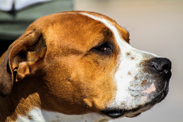 Profile dog