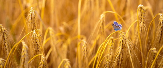 Papillon dans le champs de blé