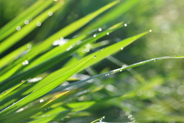Light from the sun shines on the water, causing bokeh and blury.