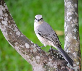 Mockingbird