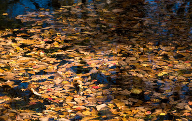 池の水面に落ちた紅葉