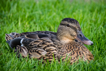 Female mallard duck resting on a grass lawn