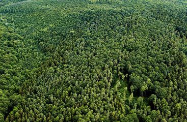 Fototapeta na wymiar Aerial View of mixed Forest, Europe