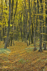 The road in the beautiful autumn forest