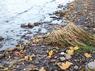 Fototapeta premium sandy beach at sunset with garbage