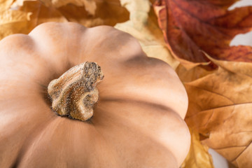 Fresh orange pumpkin isolated on white background. Thanksgiving background pumpkins and fallen leaves. Halloween, Thanksgiving day or seasonal autumnal. Autumn still life. Nuts. Maple leaves.