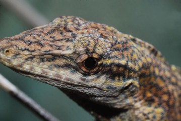 gekko
