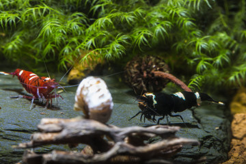 Caridina cf. cantonensis logemanni