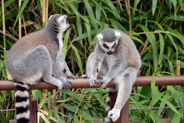 lemure in primo piano  lemuri in primo piano, parte di una serie