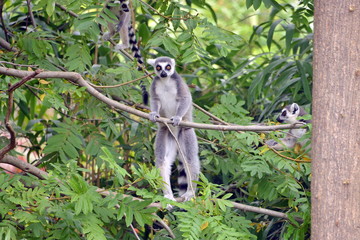 lemure in primo piano  lemuri in primo piano, parte di una serie