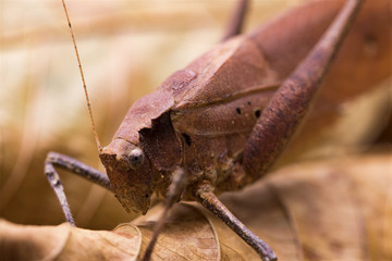 Holochlora biloba, Brown long horned grasshopper on leaf