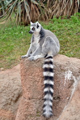 Obraz premium lemure in primo piano lemuri in primo piano, parte di una serie