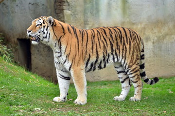 una tigre in primo piano  una tigre in varie pose in piedi e seduta in mezzo ad un prato, parte di una serie.