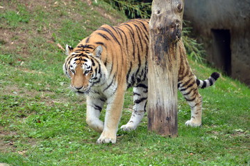una tigre in primo piano  una tigre in varie pose in piedi e seduta in mezzo ad un prato, parte di una serie.