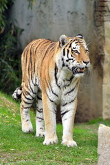 una tigre in primo piano  una tigre in varie pose in piedi e seduta in mezzo ad un prato, parte di una serie.