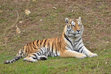 Fototapeta na wymiar una tigre in primo piano una tigre in varie pose in piedi e seduta in mezzo ad un prato, parte di una serie.