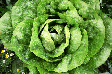 A fresh Lettuce with water droplets in garden