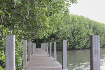 The wooden walkway in the mangrove forest,The Wooden Bridge In Mangrove Forest