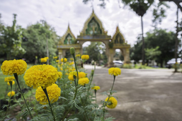 Marigolds flower ,symbolize mourning for His Majesty The Late King of Thailand.