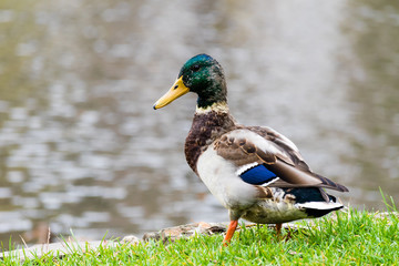Beautiful duck (male) sitting on shoreline of a pond