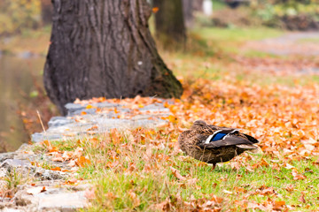Duck (female) sitting on shoreline of a pond and looking to the water