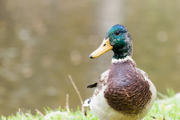 Beautiful duck (male) sitting on shoreline of a pond