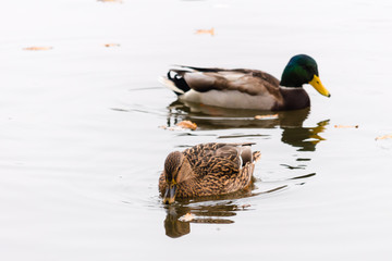 Pair of ducks swimming on a water