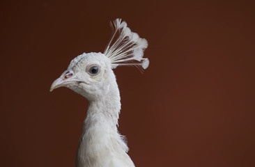 White Peacock 