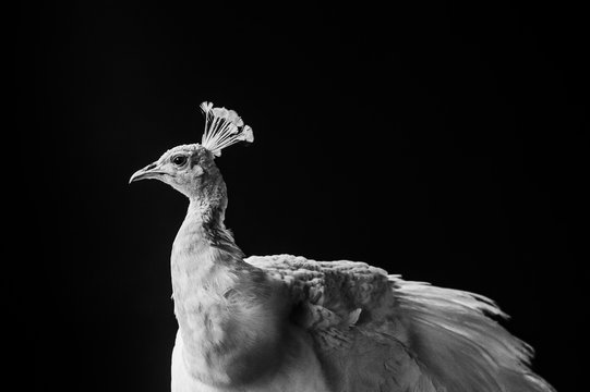 Fototapeta White peacock 