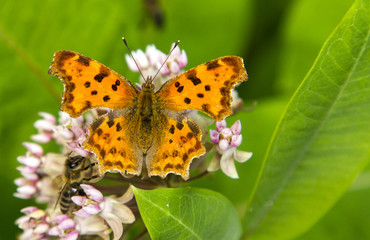 Polygonia c-album