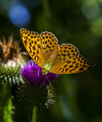 Argynnis paphia