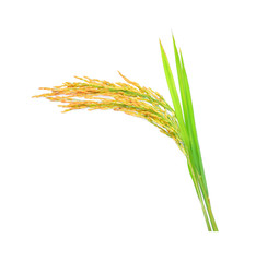 ear of paddy, ears of Thai jasmine rice isolated on white background