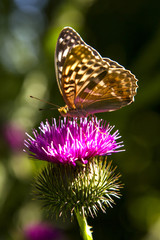 Argynnis paphia