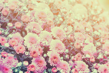 Fototapeta premium Vintage flower background