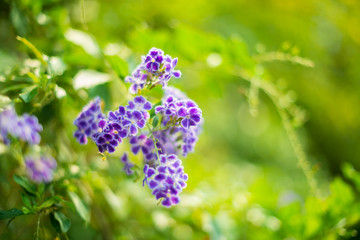 The Purples flowers, the sun shines in the morning.