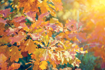 Oak branch with colorful leaves in the forest in autumn