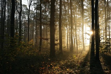 Autumn deciduous forest lit by morning sun