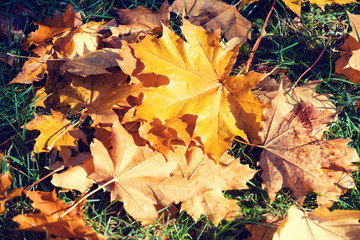 Autumnal natural background of fallen leaves on the grass