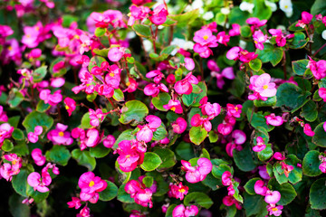Natural background of flowers Impatiens