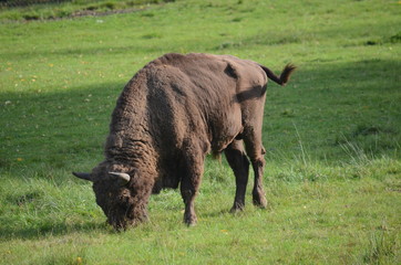 Aurochs