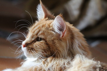 Chat Maine Coon