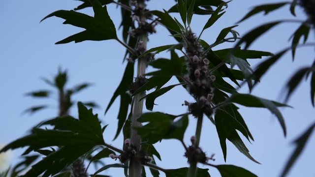 Leonurus cardiaca, motherwort, medical plant in the field on blue sky. Throw-wort, lions ear, lions tail. Video HD static camera shooting.