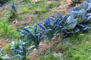 cabbage and cauliflower in the garden