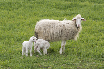 Sheep with lamb - Pecora con agnello © Roberto Rossi