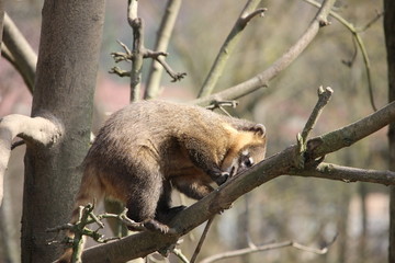Nasenbär auf baum