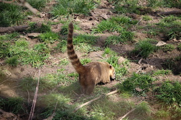 Nasenbär