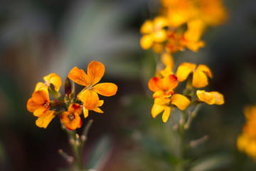 Obraz na płótnie Canvas small orange flowers
