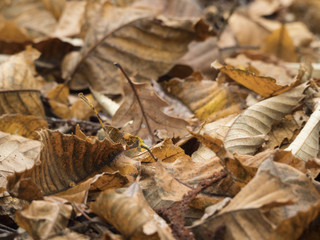 Tas de feuilles mortes au sol : texture et arrière plan