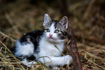 Beautiful little kitten outdoor