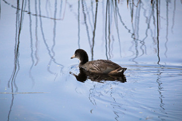 A juvenile American Coot swimming in water with reeds